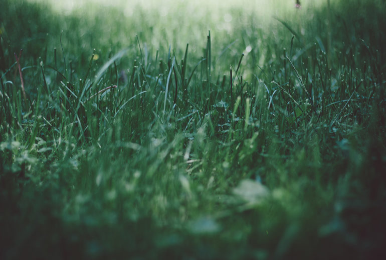 Summer Lawncare Tips